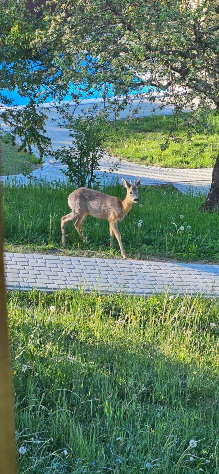 Willa Barvy Karpat Sławsko Zewnętrze zdjęcie